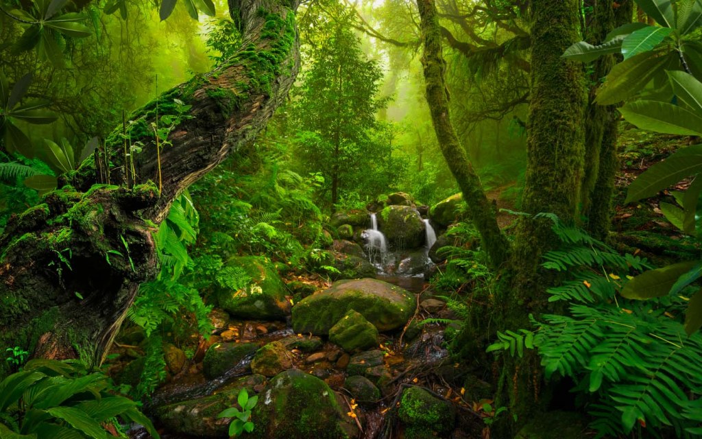 CDA develop miyawaki forest in islamabad