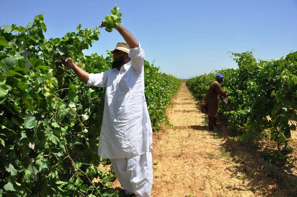 Kissan Package 2022 Aims to Convert 3 Lac Tube Wells to Solar