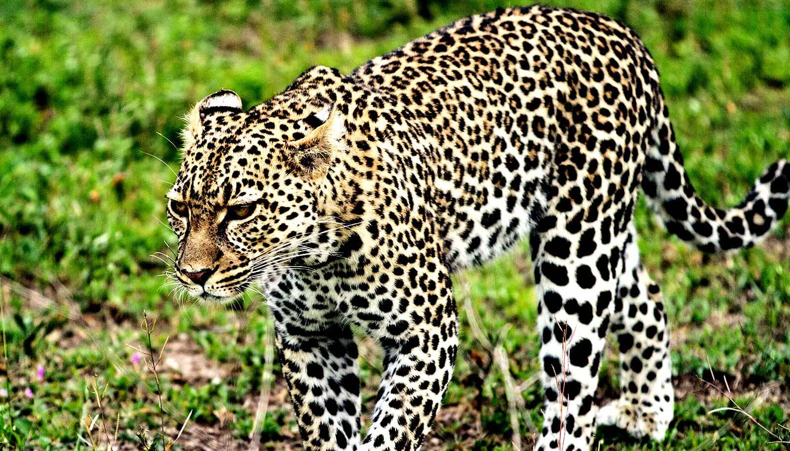 4 Leopards Spotted in Saidpur Village in Islamabad
