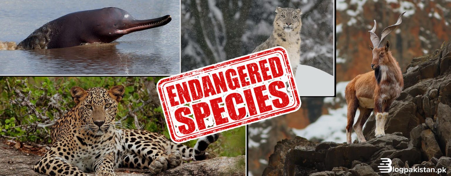 8 Endangered Species in Pakistan Racing Towards Extinction