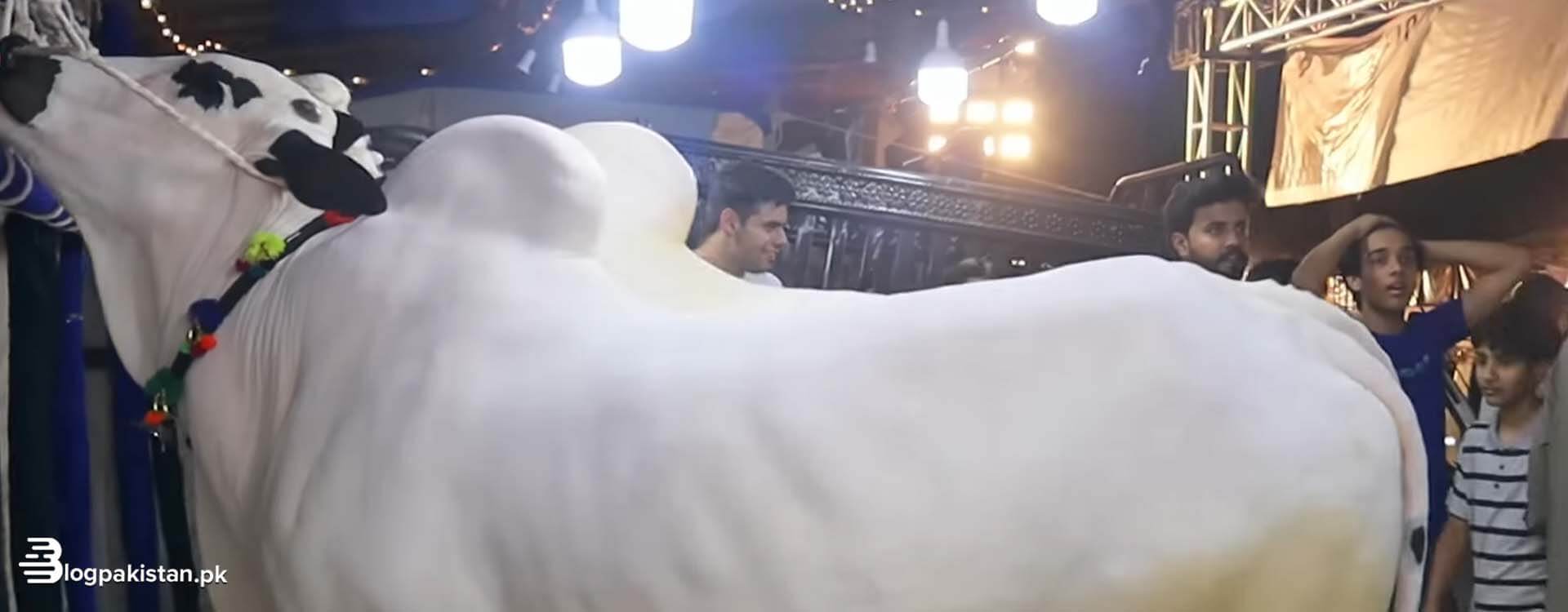 Bull Pair Sold for a Whopping Rs. 1 Crore in Islamabad