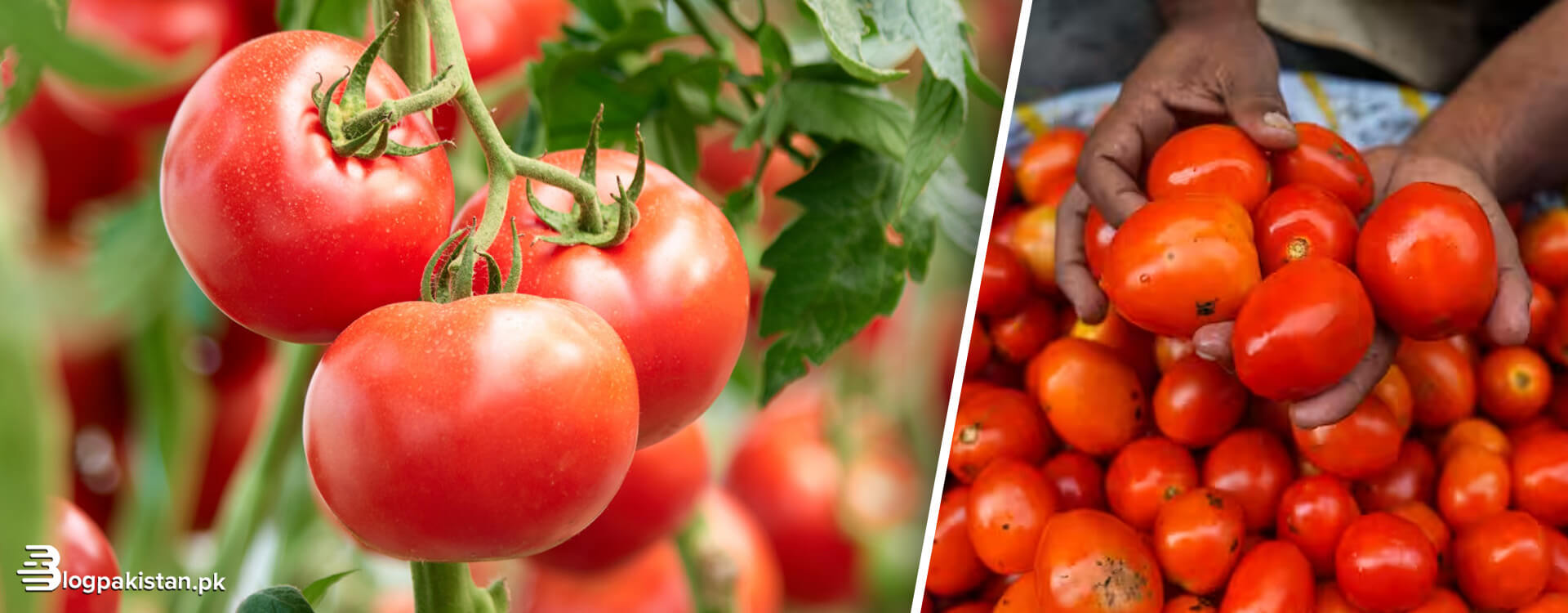 Farmer Makes a Whopping 2 Crores Amid Tomato Crisis 