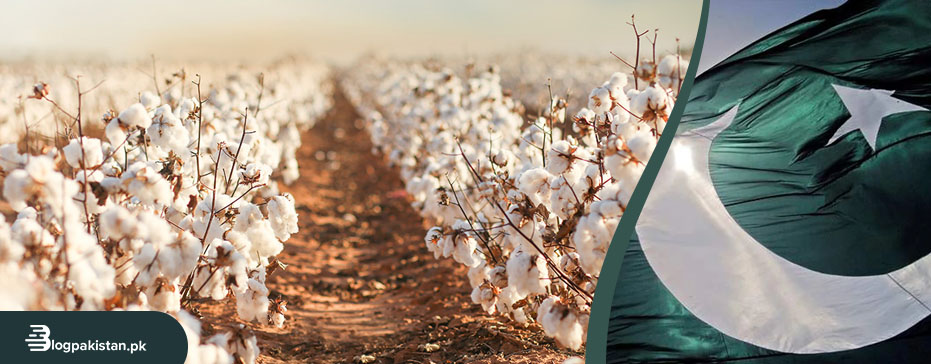 Pakistan is the 5th Largest Producer of Cotton in the World – Statistica