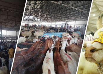 List of Bakra Mandi 2024 in Major Cities – Karachi, Islamabad, & Lahore